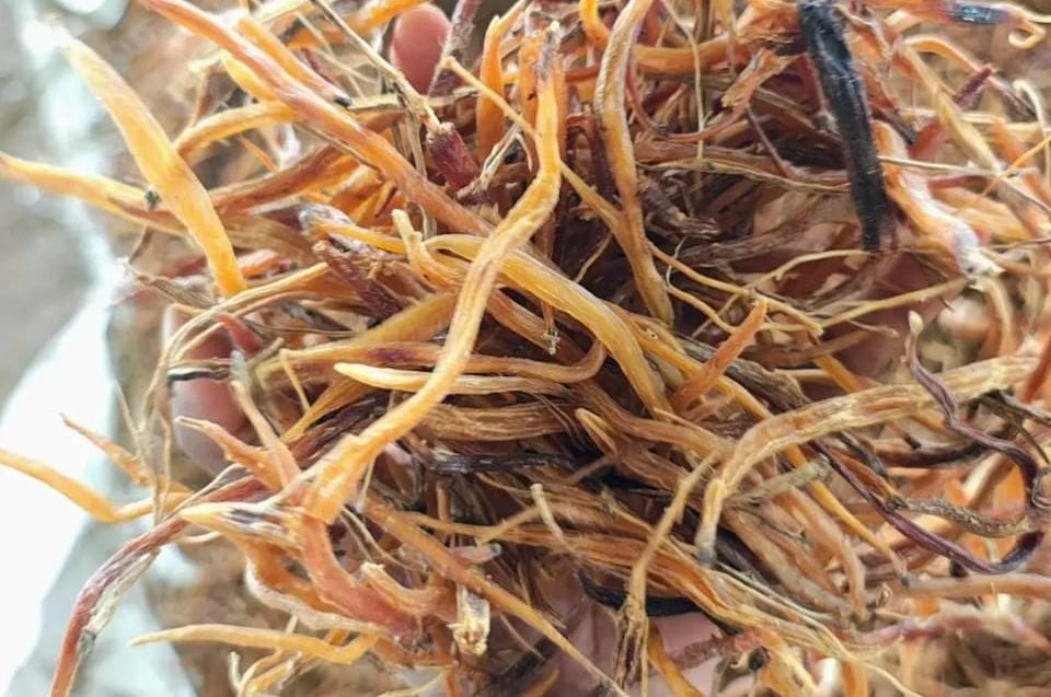Narangi Extract